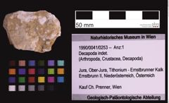 Foto (Objekt + Etiketten) von Decapoda indet. (NHMW-GEO-1990-0041-0253)